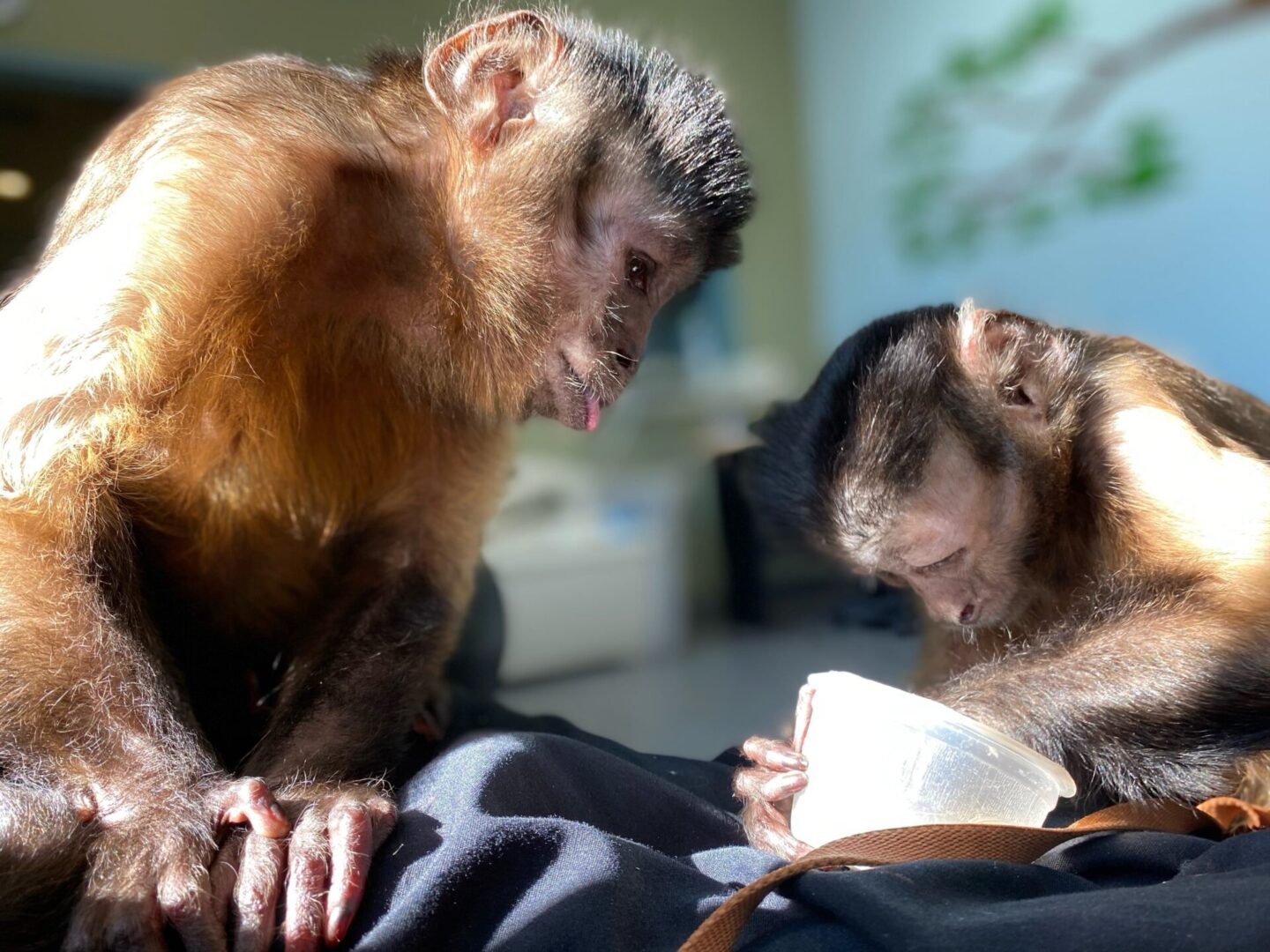 Two monkeys are sitting on a blanket and one monkey is holding a cup.