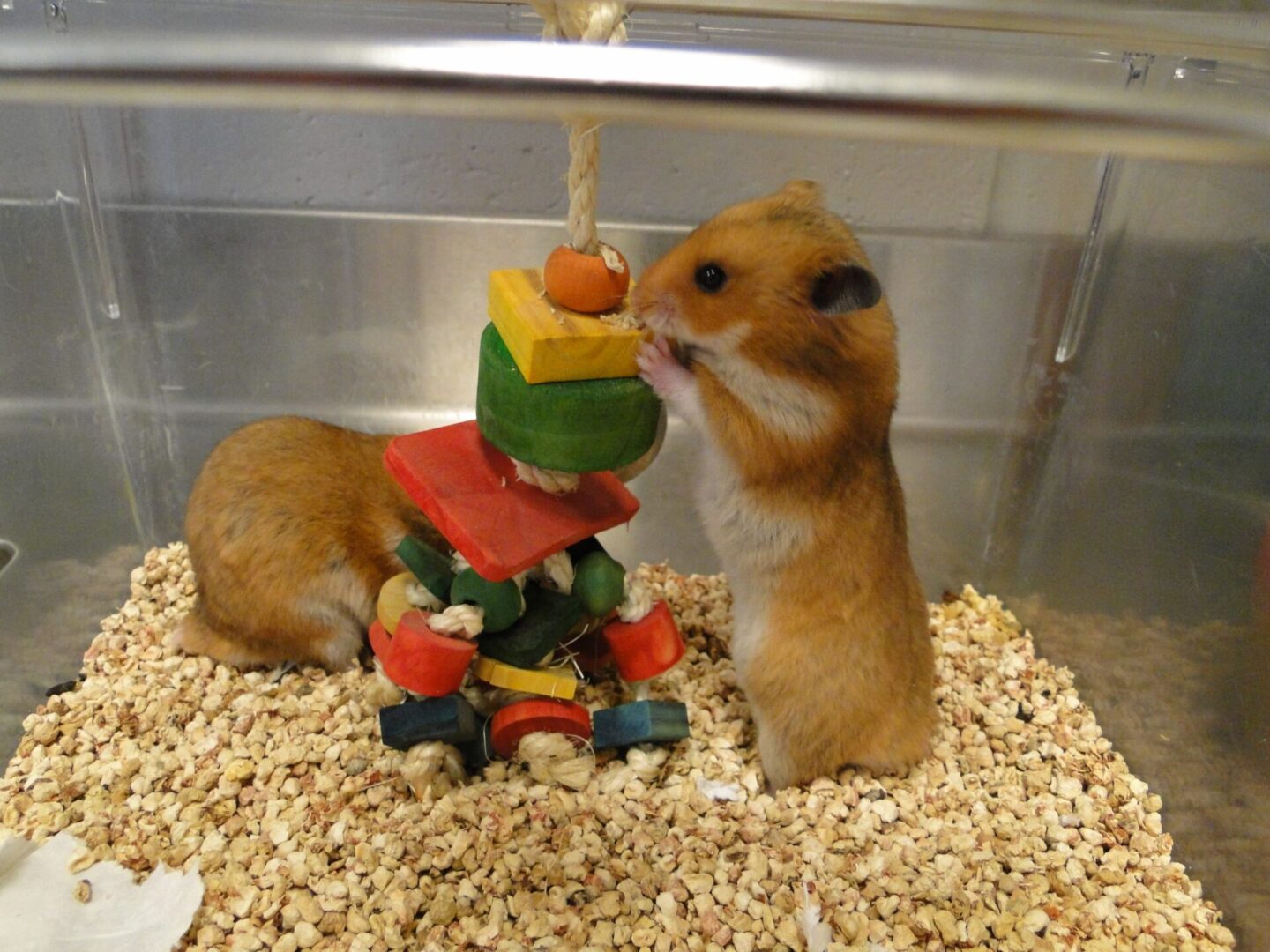 A hamster eating food from a toy.