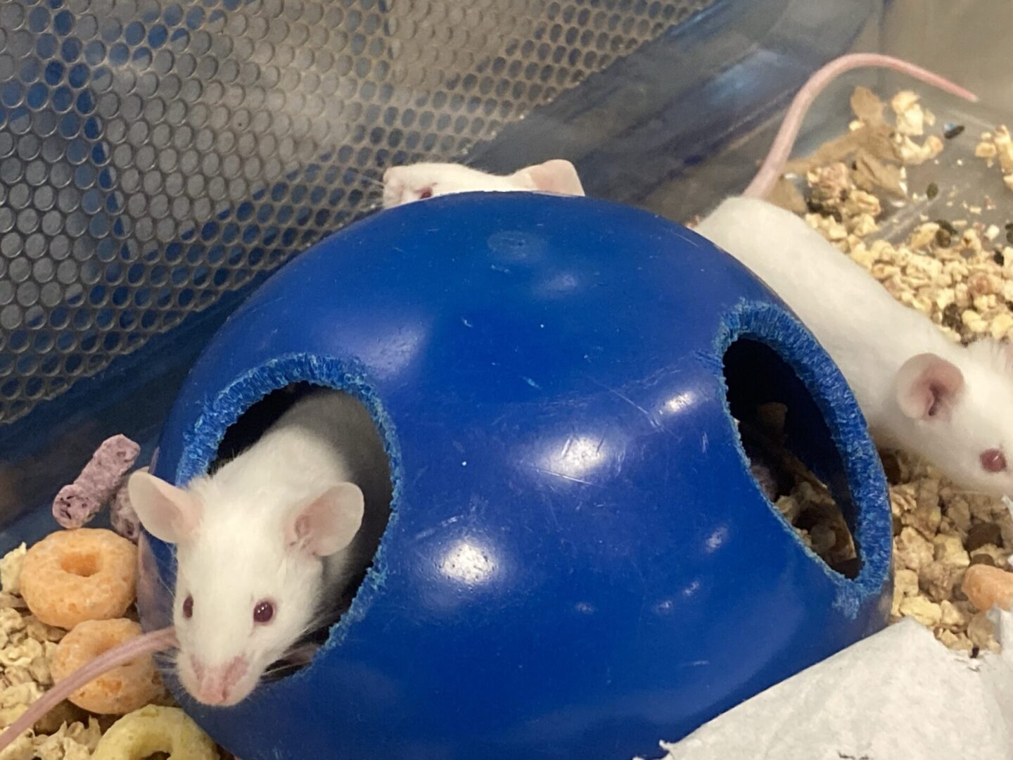 A white mouse in front of a blue ball.