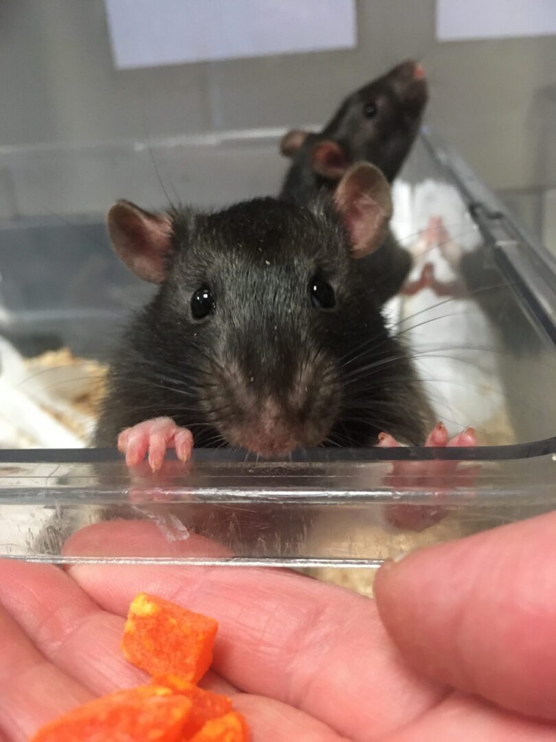 A person holding an orange carrot in front of a rat.